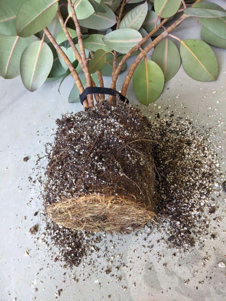 Rubber plant roots