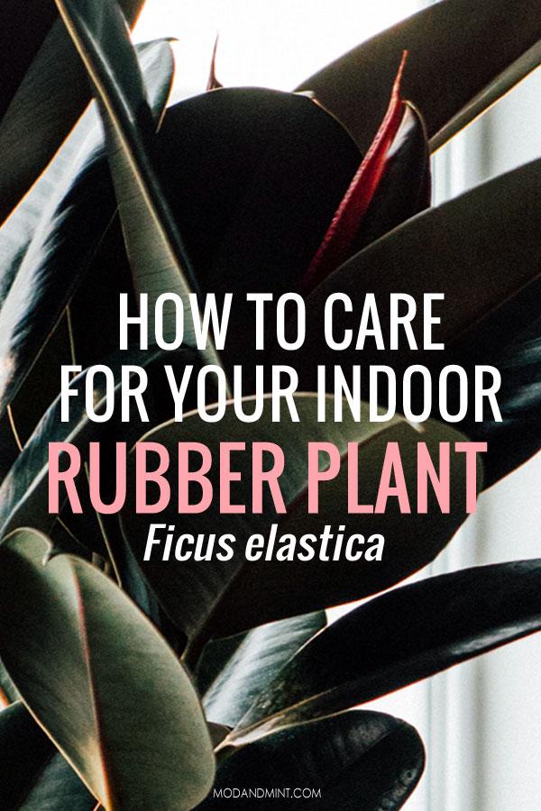 Close up of the dark rubber plant leaves. Text on photo: How to care for your indoor rubber plant. Ficus Elastica. modandmint.com