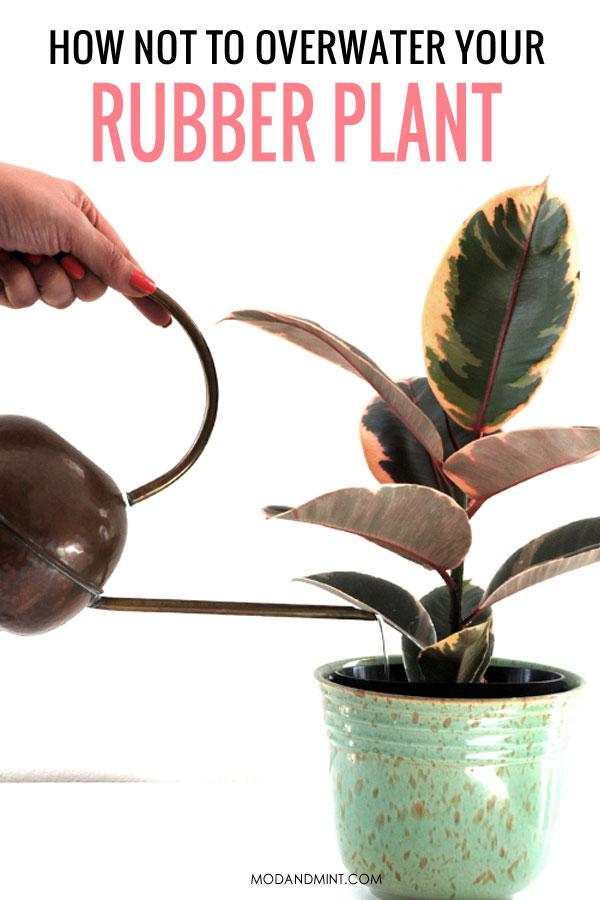 Variegated rubber plant being watered from a round vintage brass watering can. Text on photo: How not to overwater your rubber plant. modandmint.com