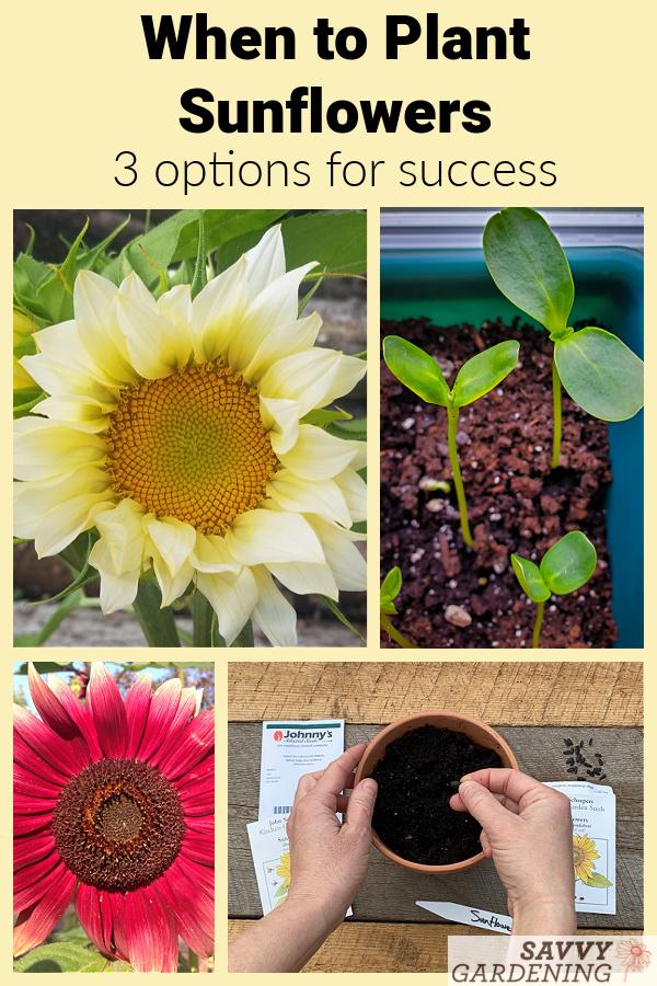 Knowing when to plant sunflowers can make the difference between a beautiful display and one that