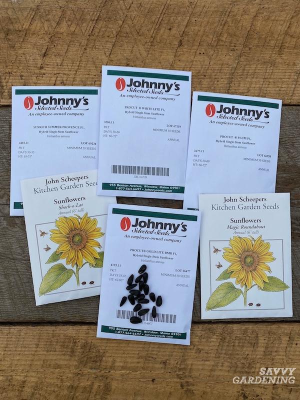 How to grow sunflowers from seed