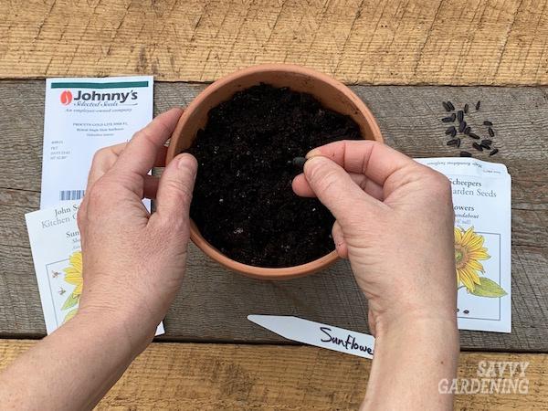 Growing sunflowers from seed