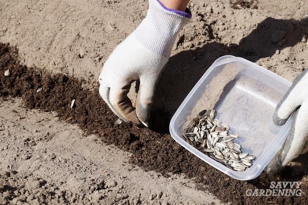 How to direct sow sunflower seeds