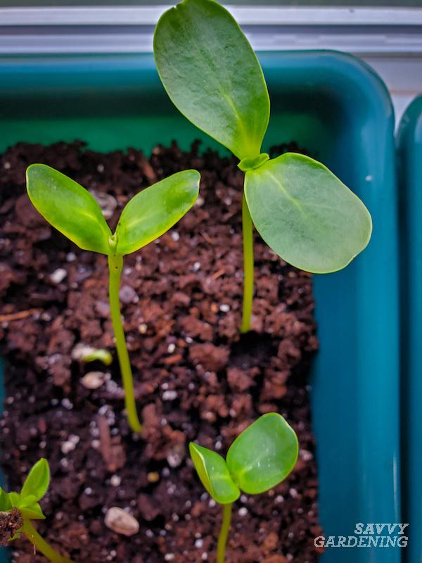 How to winter sow sunflower seeds