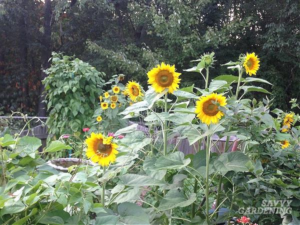 The best flowering plants to add to the vegetable garden