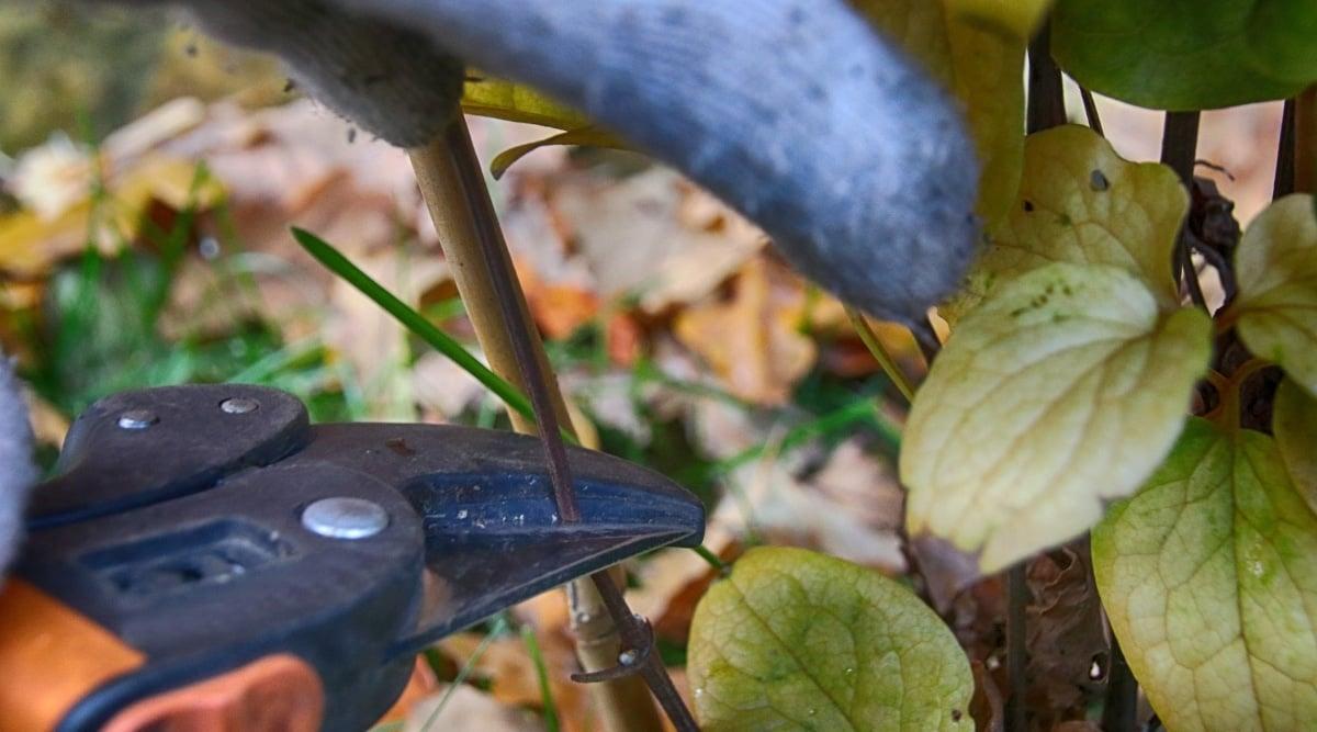 Gardener is pruning Jackman clematis with metal pruners wearing gardening gloves. The pruners are black with orange handles.
