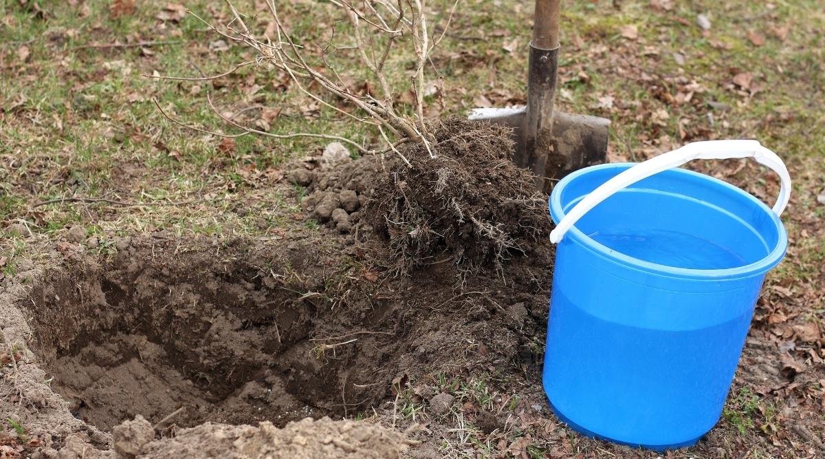 Water bucket for plants during transplant process. The water bucket is made of blue plastic, and next to it is a shovel waiting to put the plant into its new location.