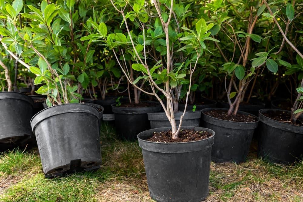 many potted azaleas ready to be transplanted outdoors