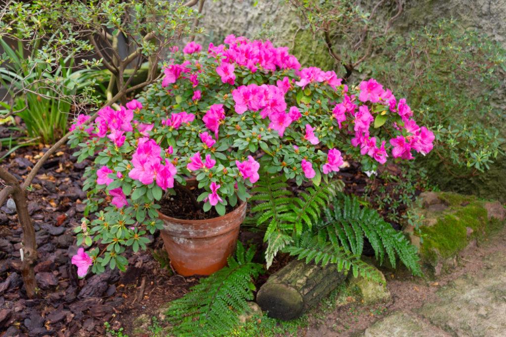 potted azalea with pink flowers growing in a garden next to some shrubs and trees with green foliage