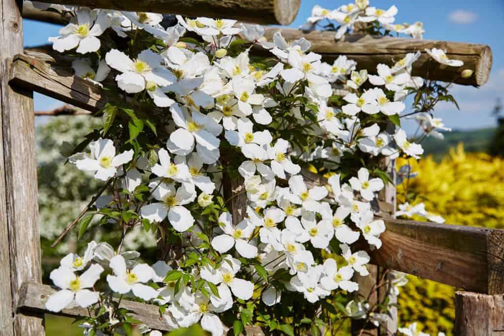 White colored purple flowers blooming in a wide garden