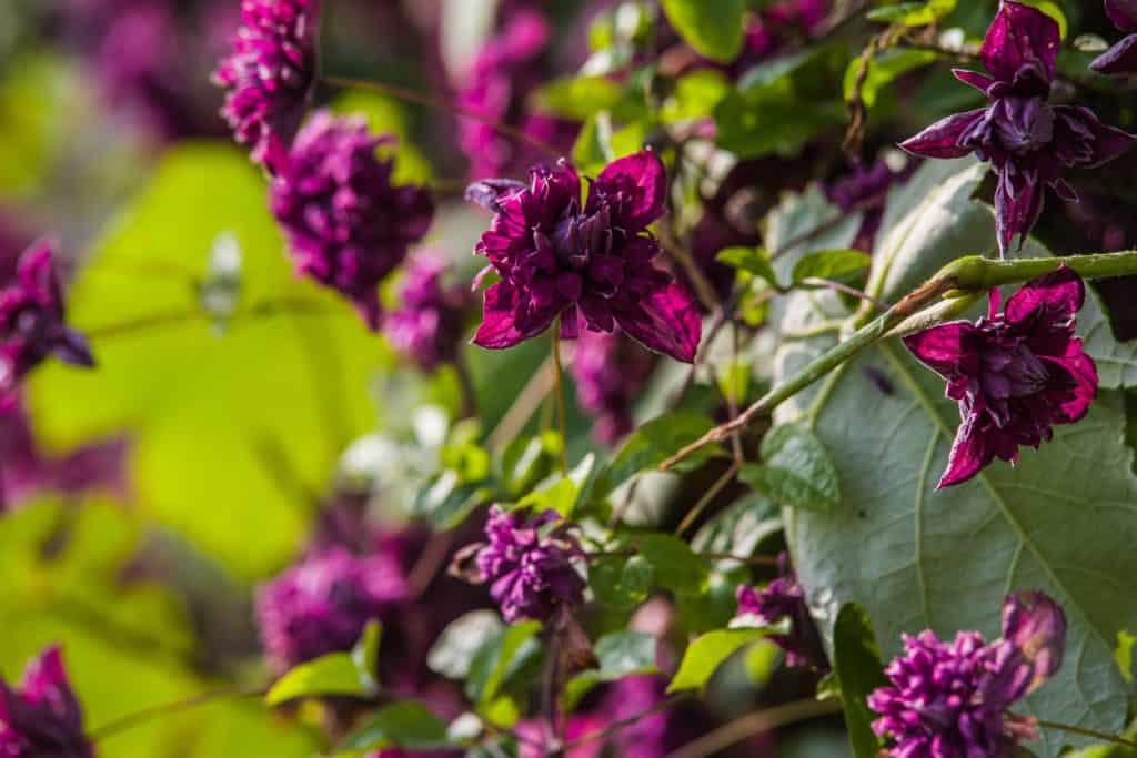 When To Transplant Clematis—And How To