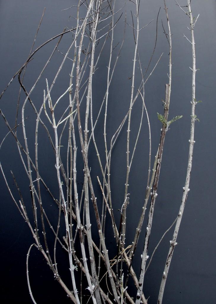 Perovskia atriplicifolia healthy dormant buds-1