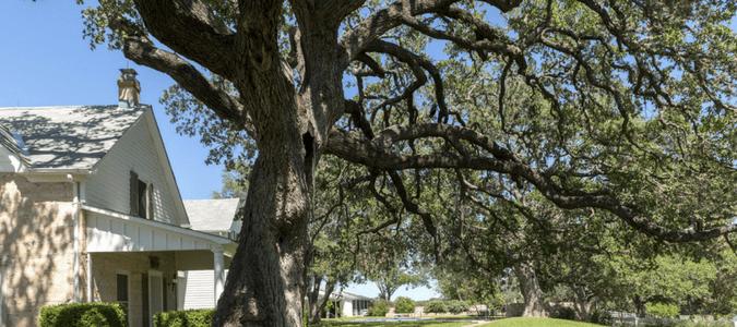 how to trim an oak tree without killing it