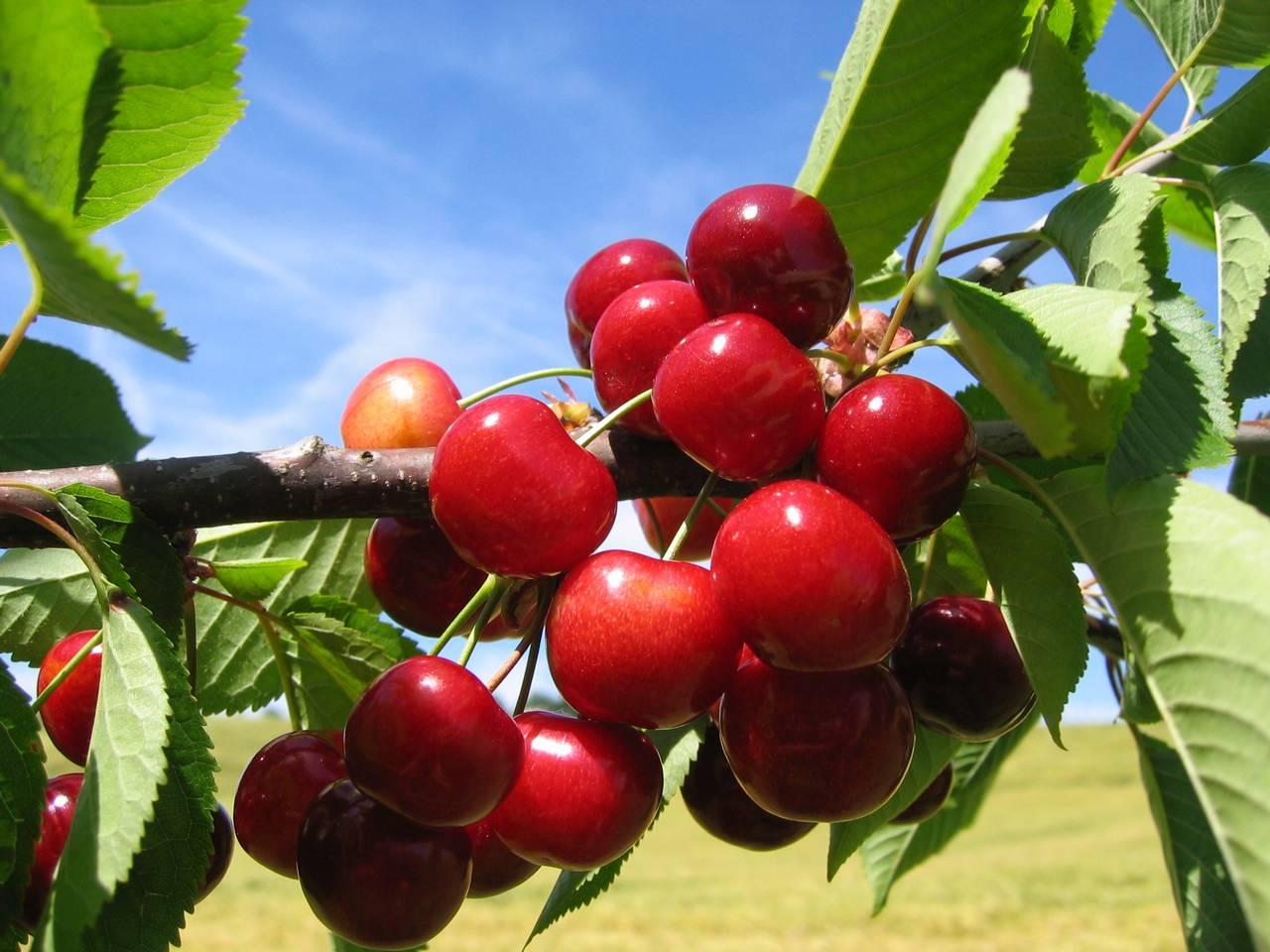 cherries plant