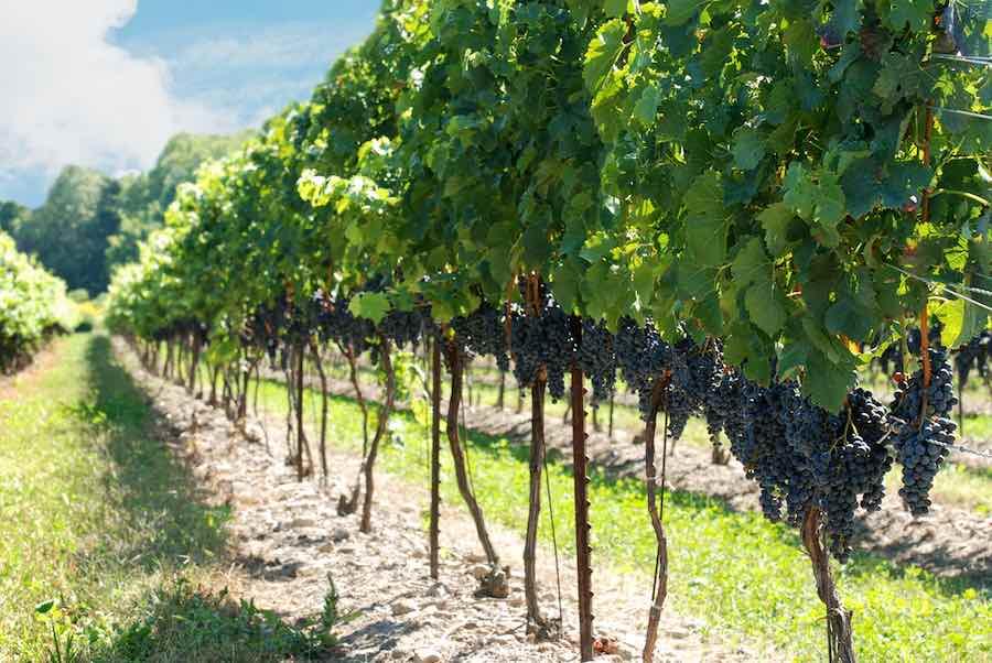 Concord Grapes at Vineyard