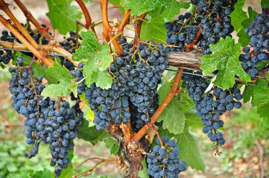 Growing Concord Grapes