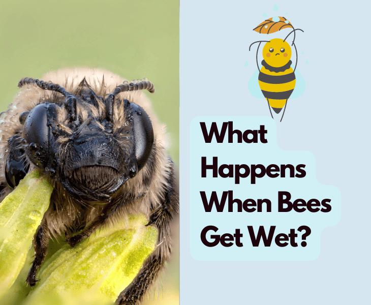 what happens when bees get wet