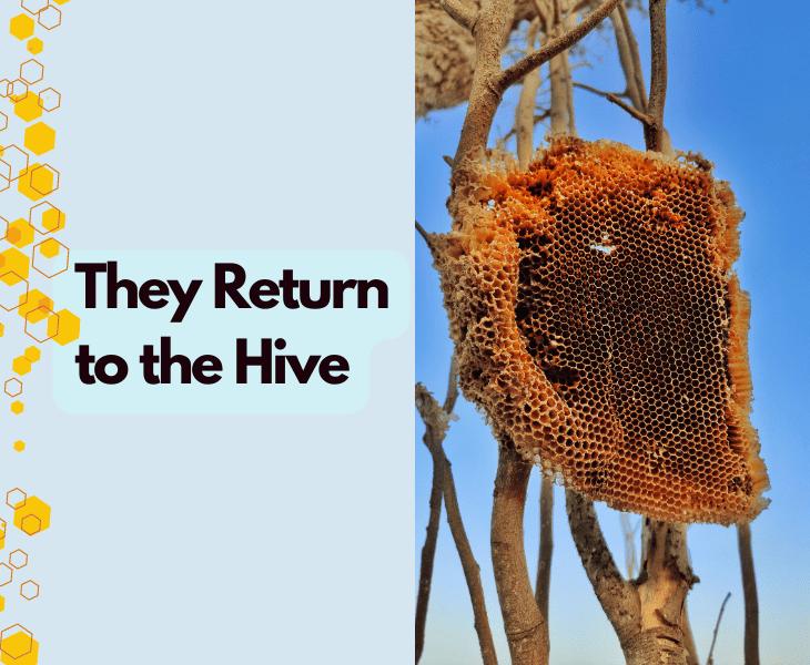 they return to the hive