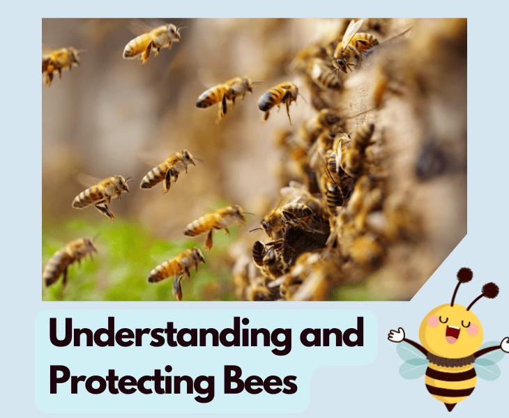 understanding and protecting bees