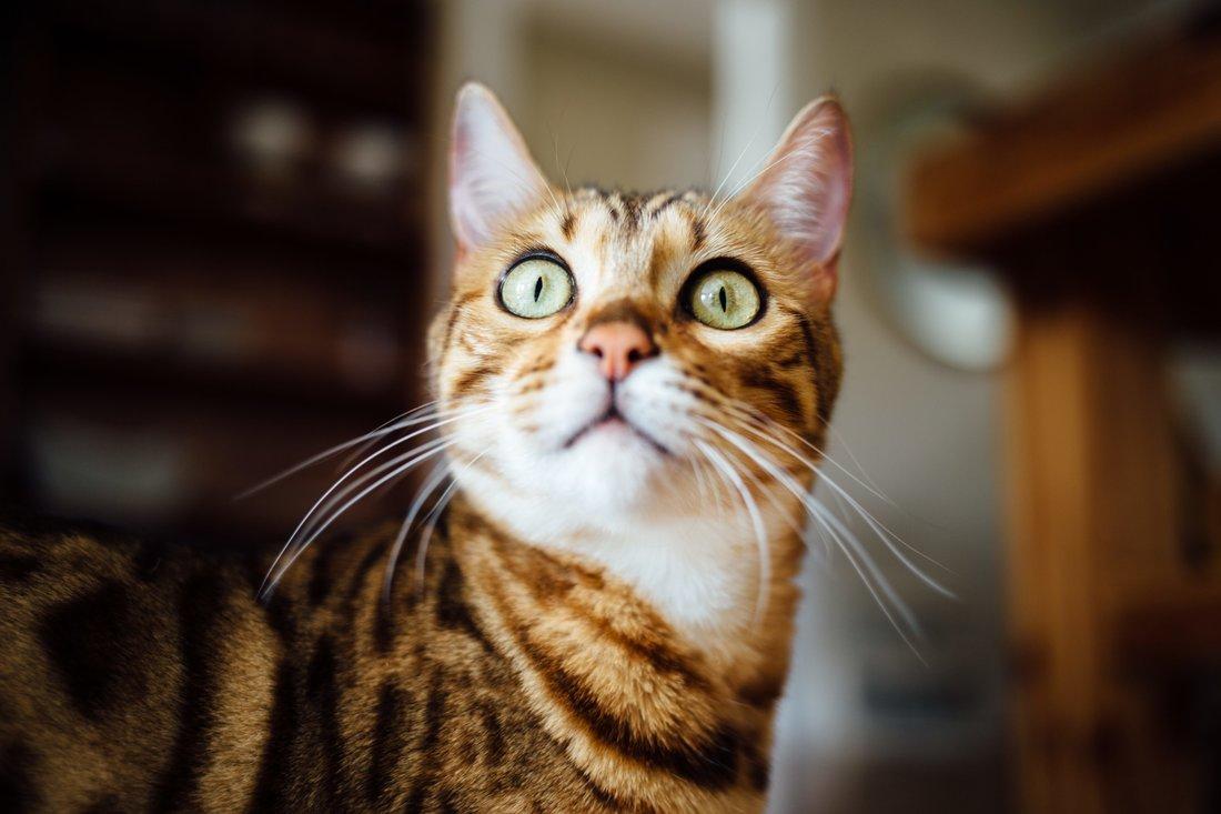 another surprised cat Paul Hanaoka Unsplash