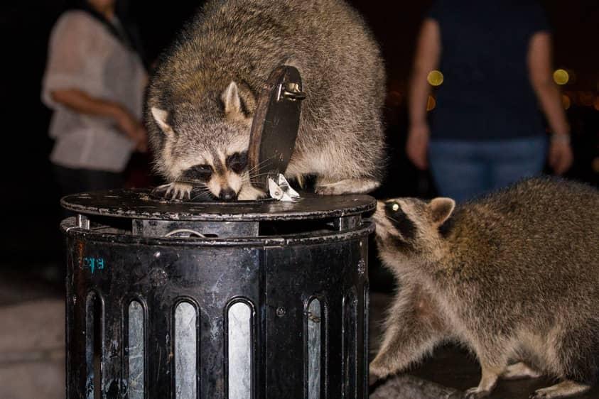 Raccoons love garbage cans and it is necessary to have a sealed lid on top.