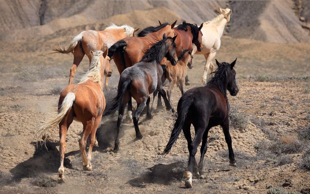 How Are Wild Horses Adapted to Their Natural Habitat