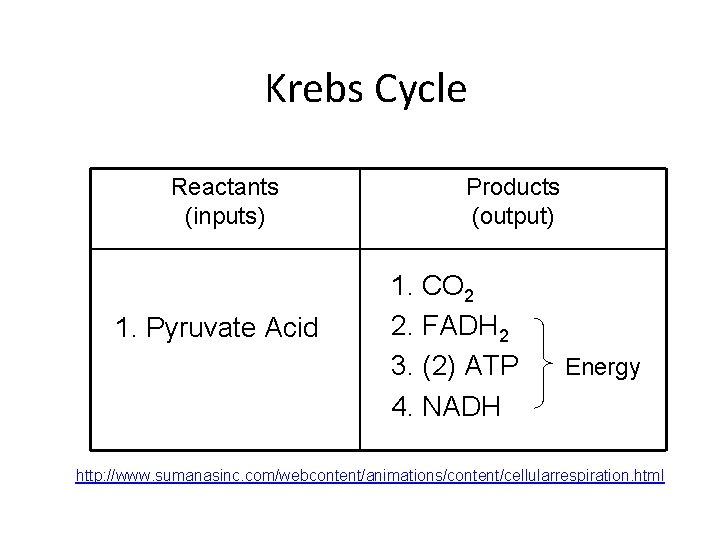 Fast Facts about Krebs Cycle