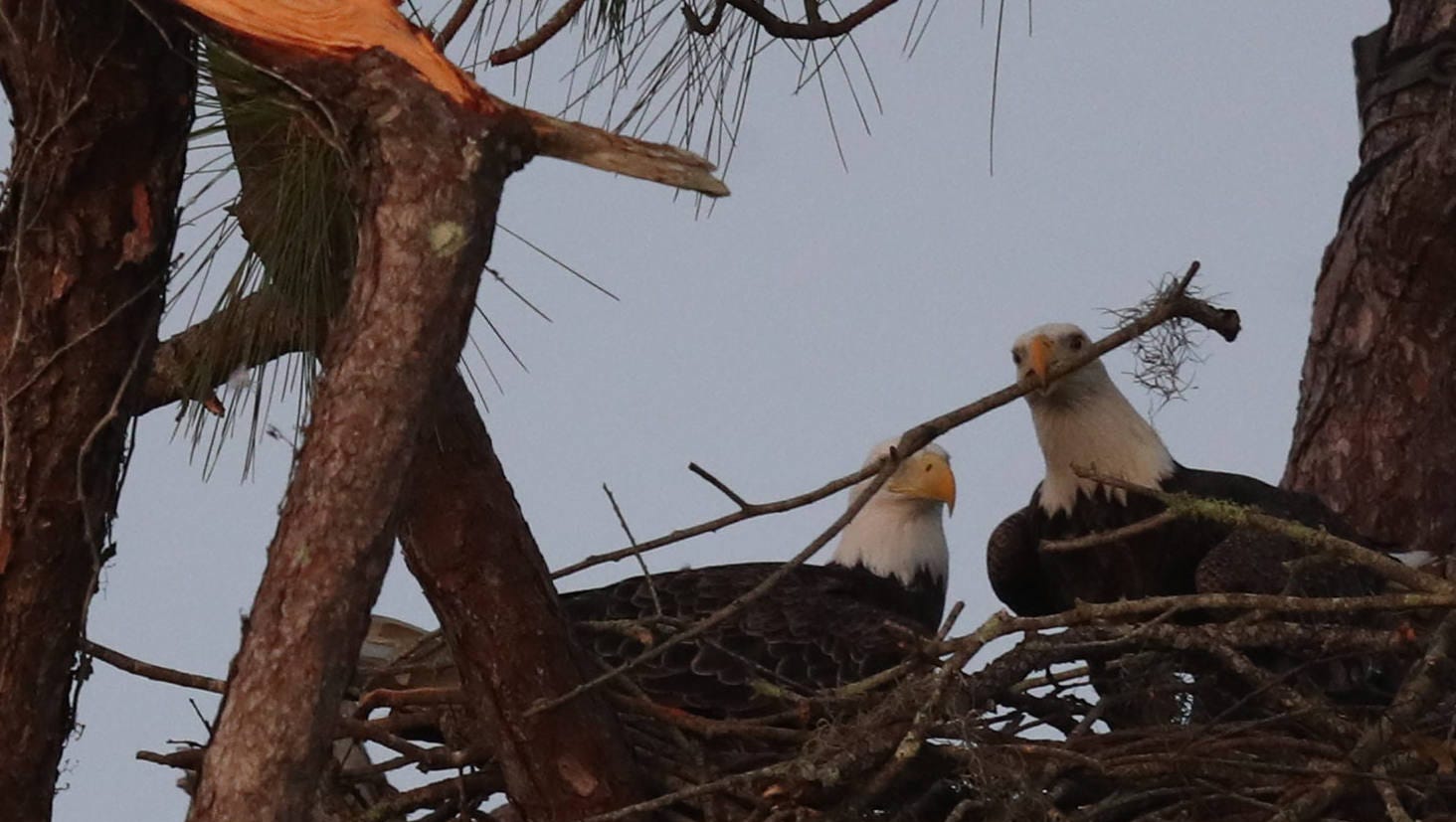 The famous eagle cam nest on Dick Pritchett Real Estate in North Fort Myers came away relatively unscathed after Hurricane Irma. Harriet and M15 were seen Friday 9/22/2017 bringing nesting material to the nest.