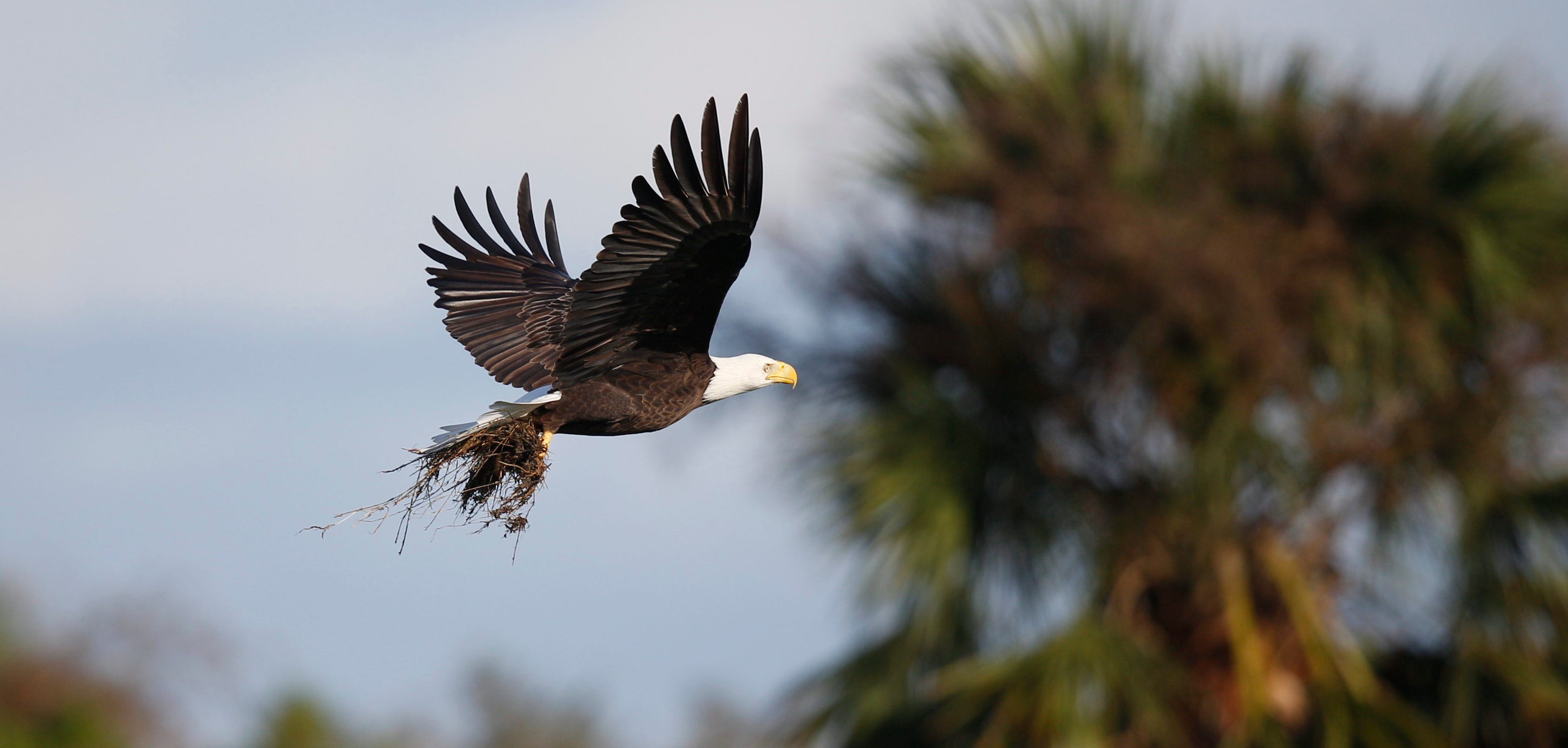 Harriet and M15, the famous bald eagles from the Southwest Florida Eagle Cam are rebuilding their nest after it was destroyed in Hurricane Ian. The whole nest was lost but is being built in the same location. The streaming cameras were damaged so it unknown when it will be back up and running. The couple was seen Tuesday, October 18, 2022 bring nesting material and sticks into the nest.