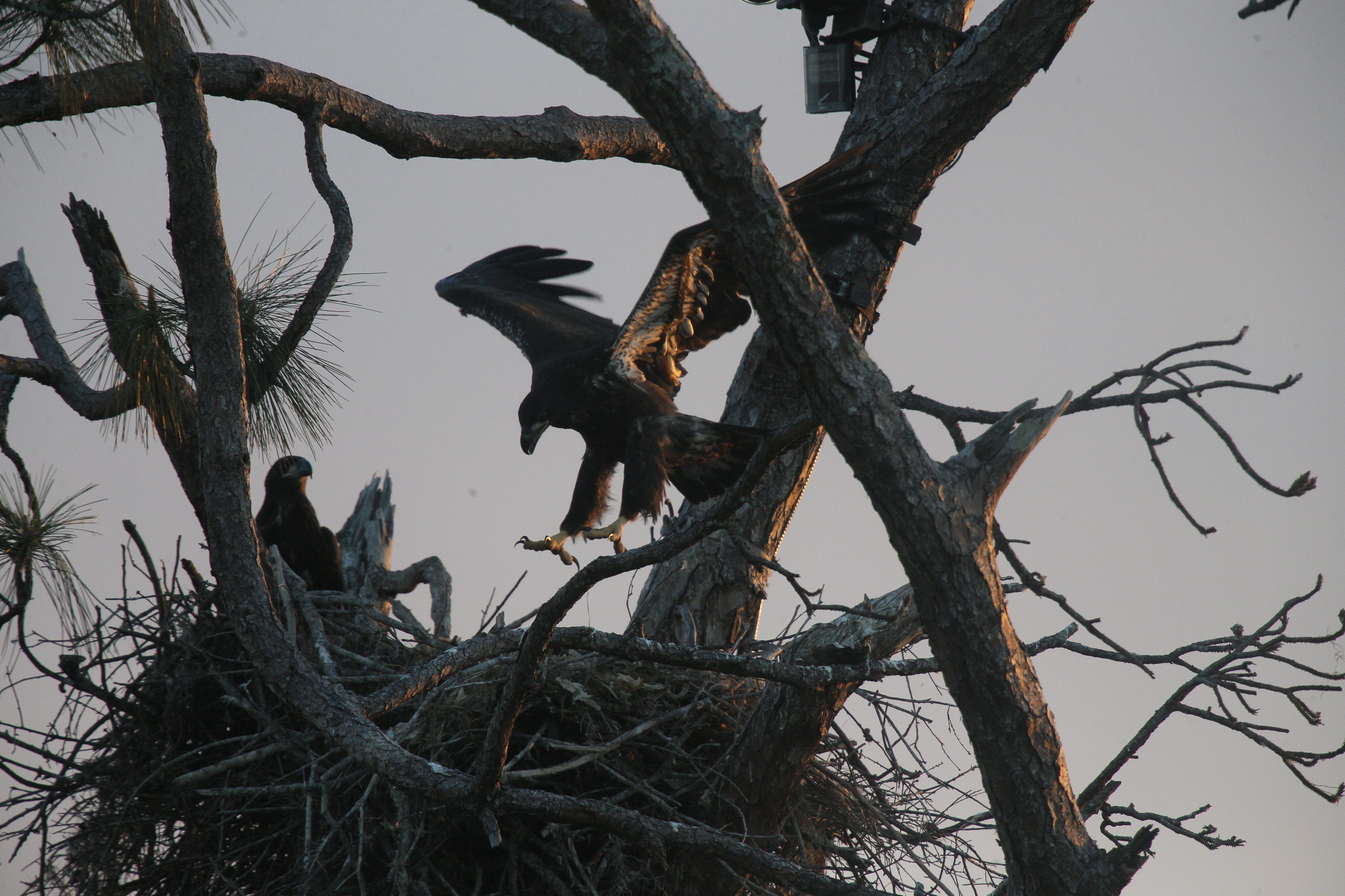 E21 and E22 from the Southwest Florida Eagle Cam are getting prepared to fledge soon. They have been testing the limits of the nest as M15 continues to bring meals in for them to feed on. Harriet, the matriarch of the nest has been missing since Feb. 2. These were photographed on March 23 and March 21.