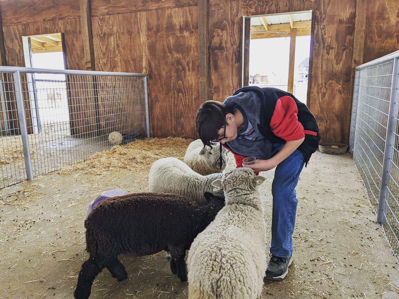 Visitor feeding the sheep at Lil Buckaroo’s Petting Zoo