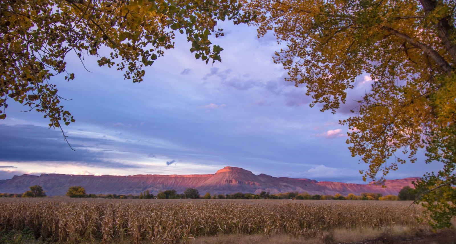 Palisade CO Mount Garfield Wine Vineyard