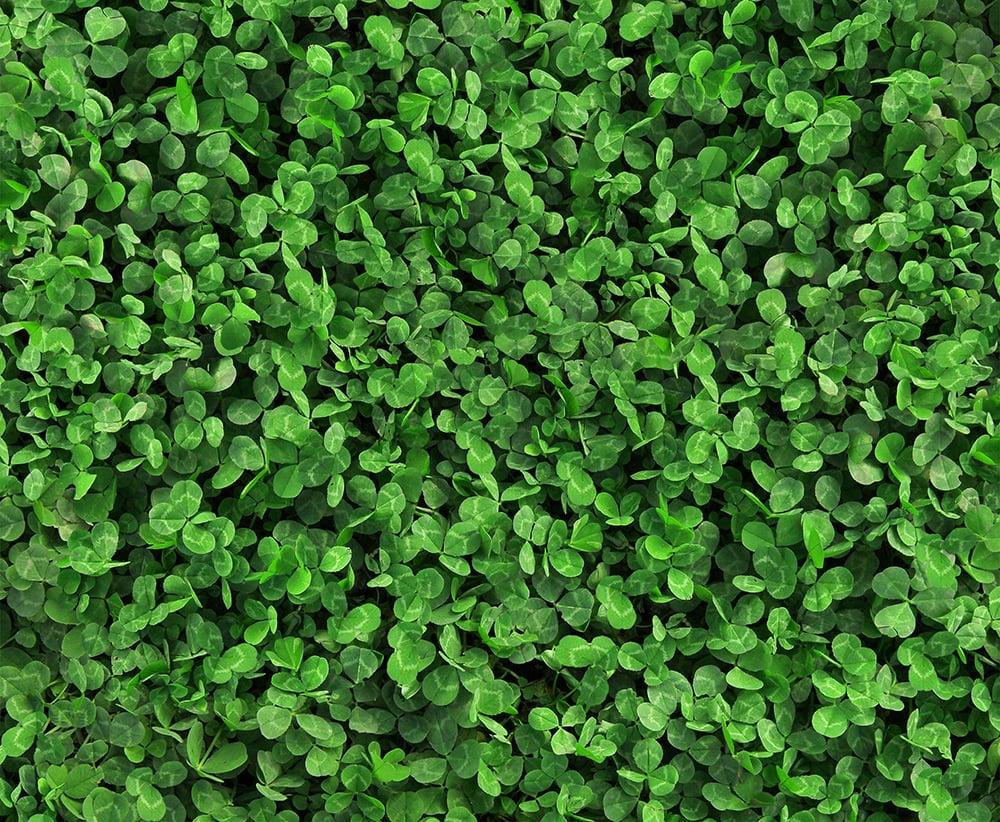 Clover Seeds (Lawn Additive)
