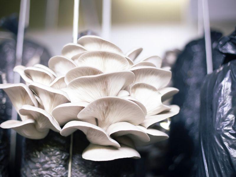 Clusters of brown oyster mushrooms in wooden baskets