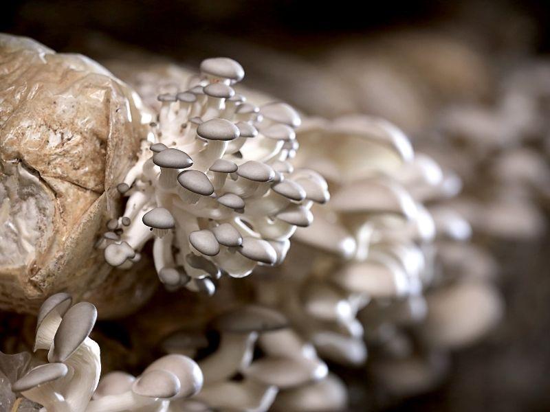 Clusters of yellow oyster mushrooms in a basket