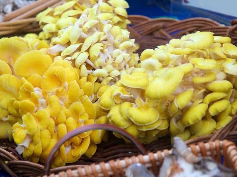 King oyster mushrooms in basket in local market