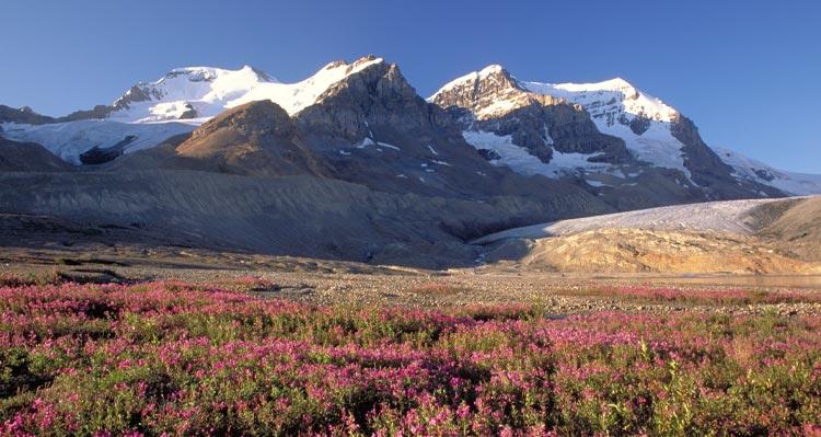 A view of snow-covered mountains past a field of pink flowers.