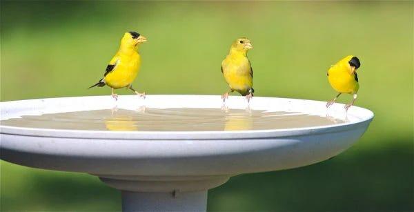 Three bright yellow birds perched on the edge of a birdbath