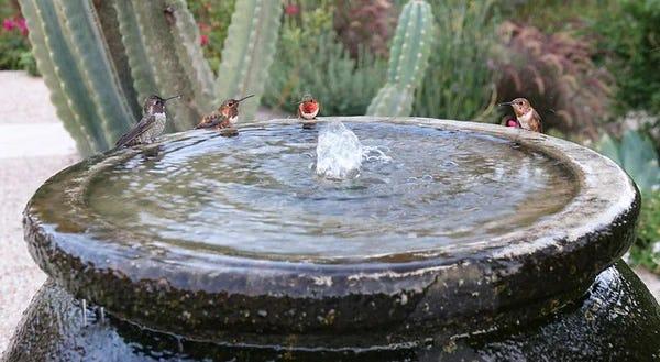 Four birds drinking while perched on a fountain