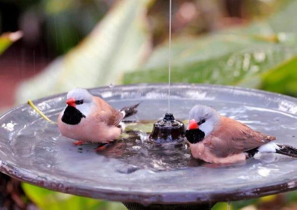Two long-tailed finch birds in a bird bath