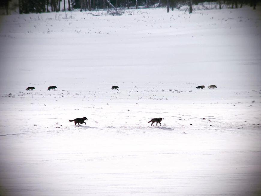 Wolves in Snow - Yellowstone in Winter