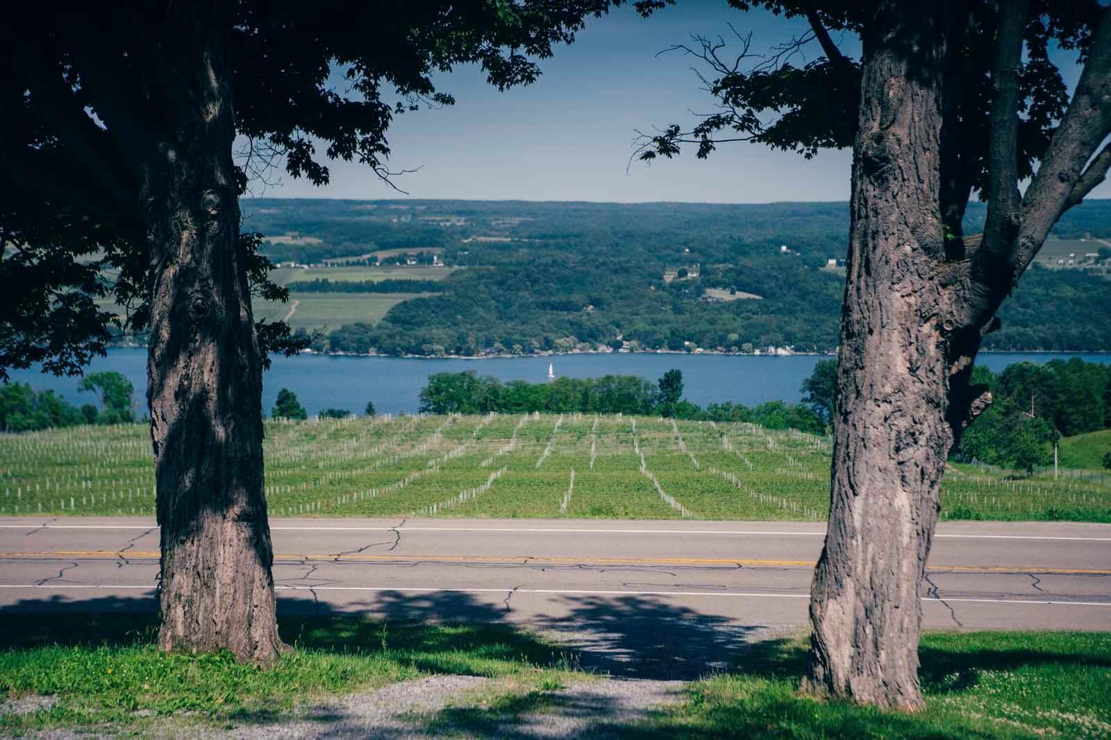 Fulkerson Vineyard View of Seneca Lake