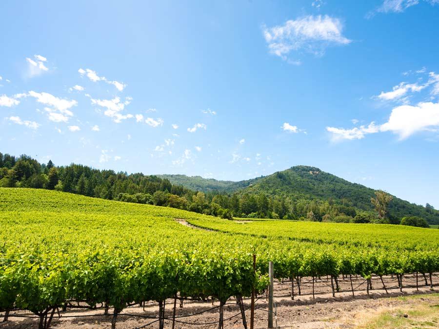 Vineyards in the summer in Sonoma Valley AVA at Jack London State Historic Park