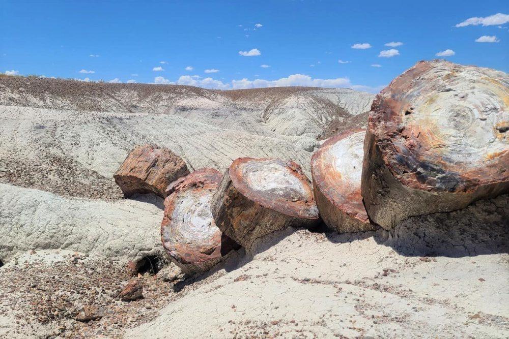 Logs in Petrified Forest National Park under blue Arizona sky