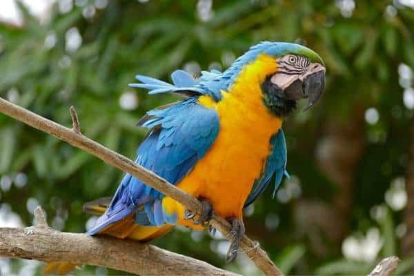 Blue-and-yellow macaw