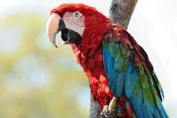 Green-winged macaw