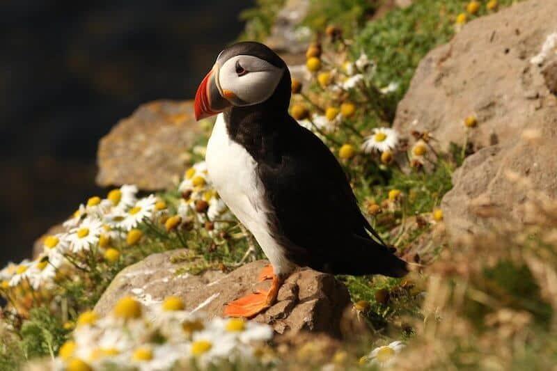 Atlantic Puffin