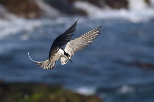 Sooty tern landing