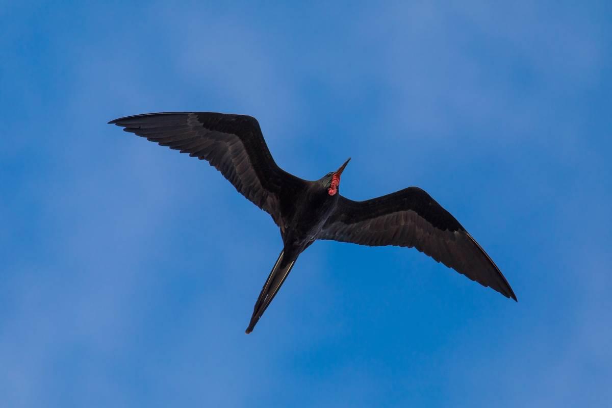 Great frigatebird on flight