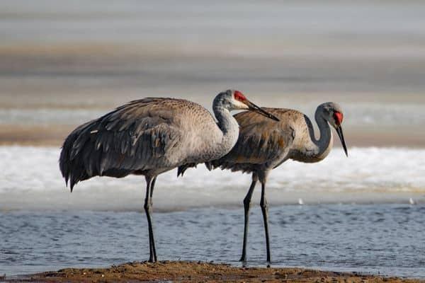 Sandhill cranes on a scenic background